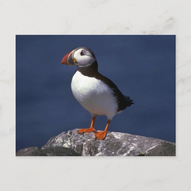 Postal Puffin (Anverso)