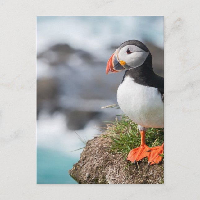 Postal Puffin (Anverso)