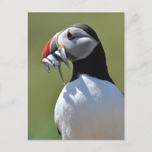 Postal Puffin Fisherman (Anverso)