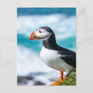 Postal Puffin Fratercula Arctica en Látrabjarg, Islandia.