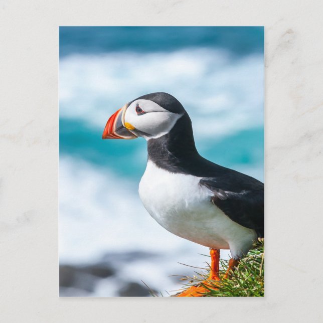 Postal Puffin Fratercula Arctica en Látrabjarg, Islandia. (Anverso)