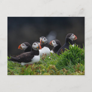 Postal Puffin Gang