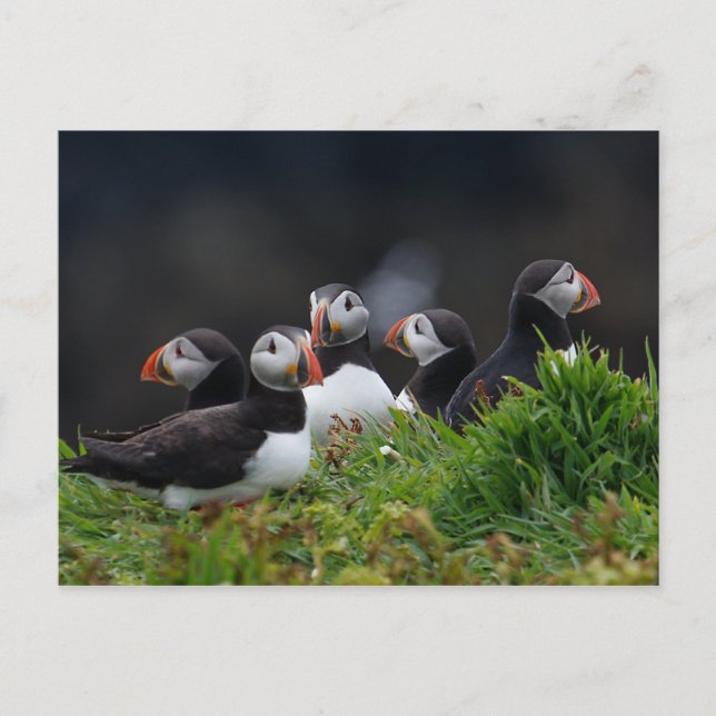 Postal Puffin Gang (Anverso)