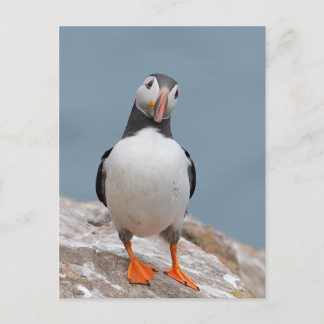 Postal Puffin Pose (Anverso)
