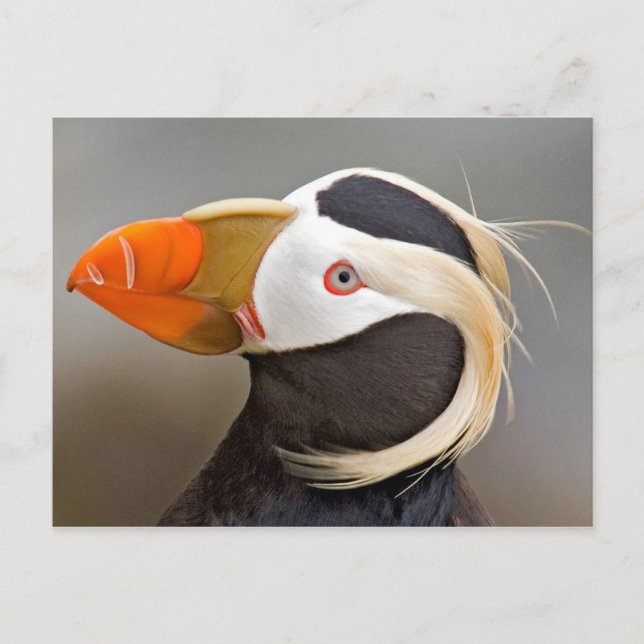Postal Puffin tufado (Fratercula cirrhata) (Anverso)