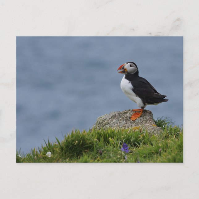 Postal Puffin vigilante (Anverso)