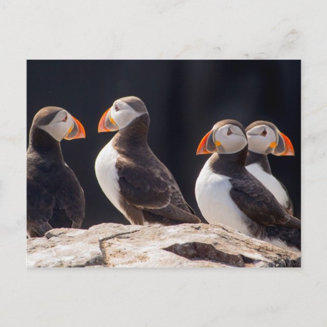 Postal Puffins (Anverso)