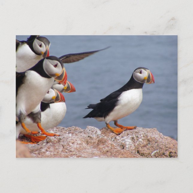 Postal Puffins (Anverso)