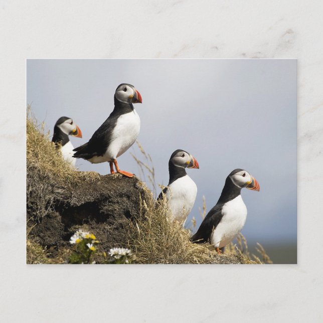 Postal Puffins (Anverso)