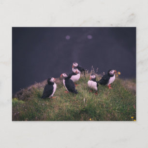 Postal Puffins atlánticos