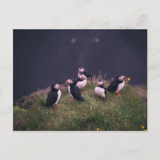 Postal Puffins atlánticos
