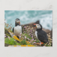 PUFFINS - ISLAS SALTEAS, IRLANDA