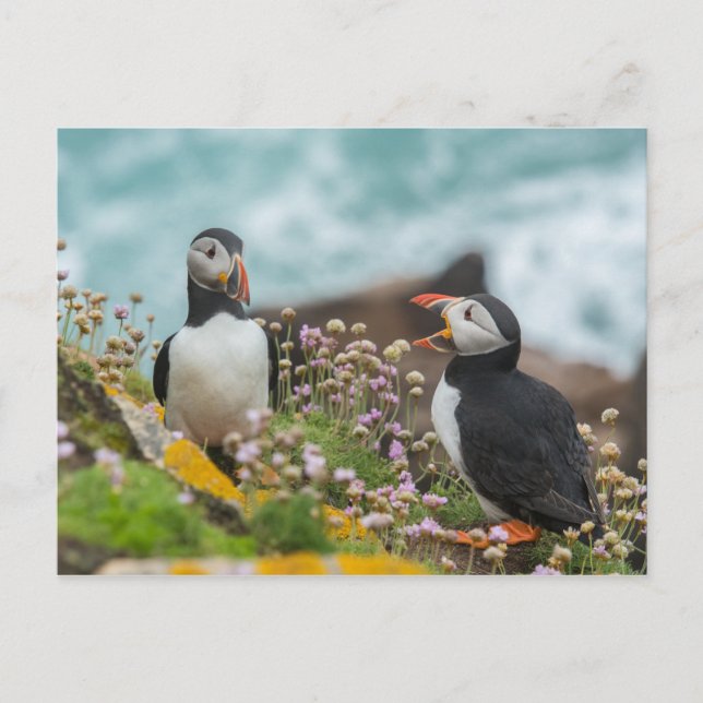 POSTAL PUFFINS - ISLAS SALTEAS, IRLANDA (Anverso)