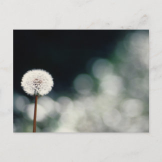 Postal Puffs in the Garden