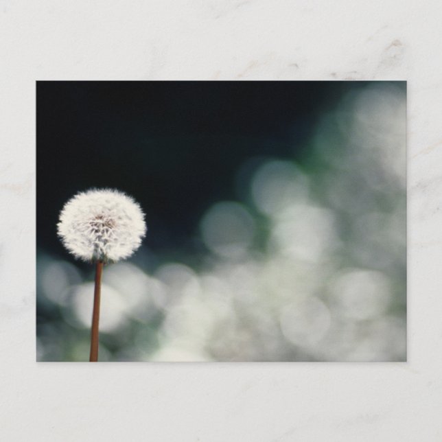 Postal Puffs in the Garden (Anverso)