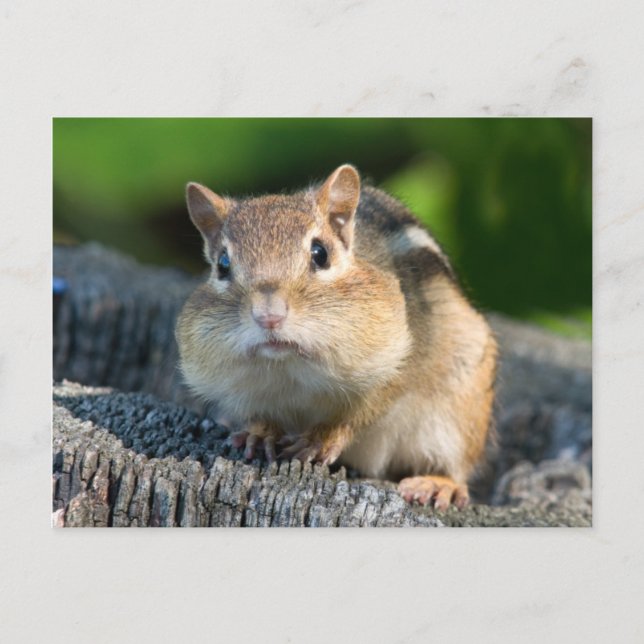 Postal Puffy Cheeked Chipmunk (Anverso)