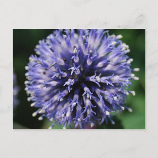 Postal ¡Puffy Morado Flor!