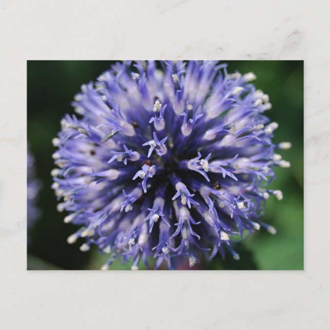 Postal ¡Puffy Morado Flor! (Anverso)