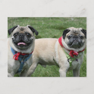 Postal Pug