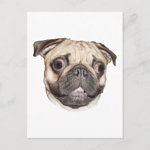 Postal Pug