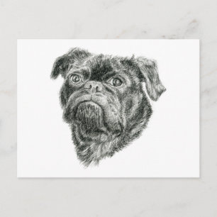 Postal Pug
