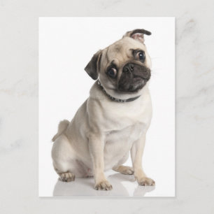 Postal Pug