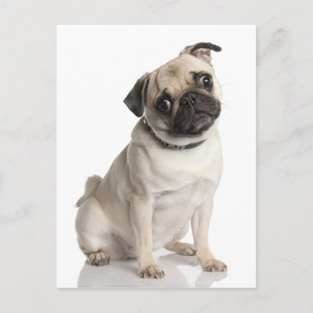 Postal Pug (Anverso)
