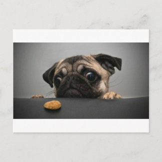 Postal Pug
