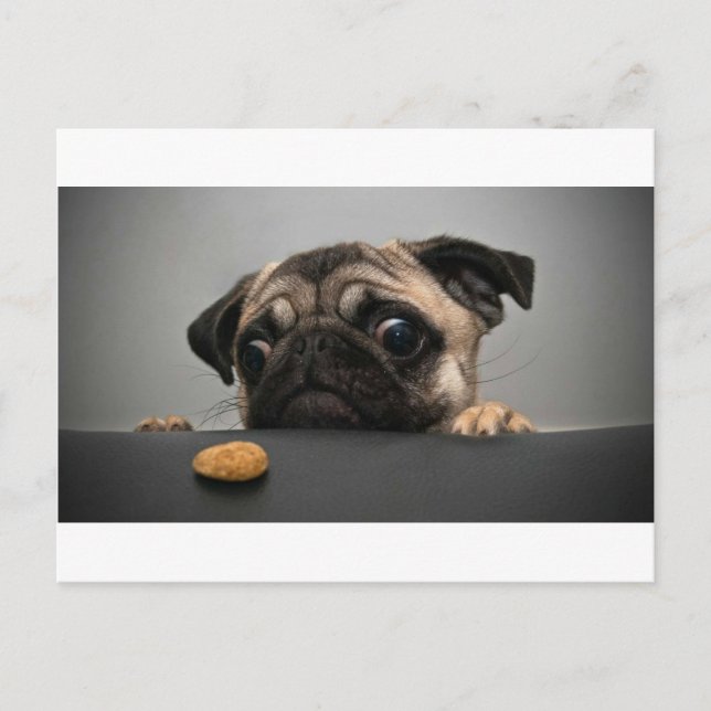 Postal Pug (Anverso)
