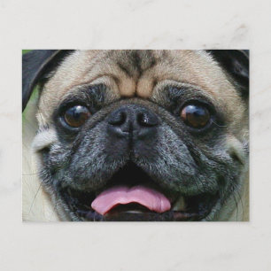 Postal Pug