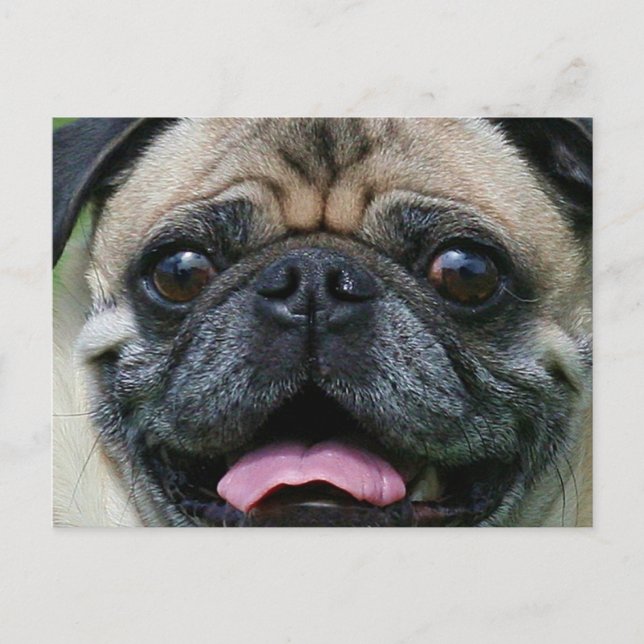 Postal Pug (Anverso)