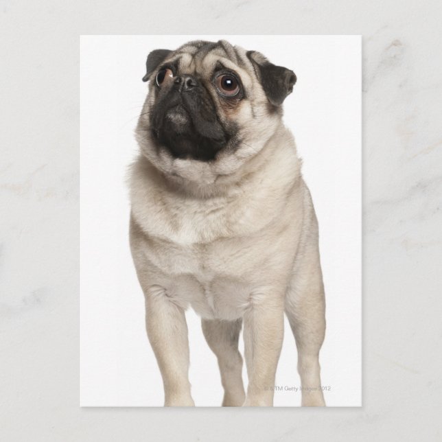 Postal Pug (13 meses) mirando hacia arriba (Anverso)