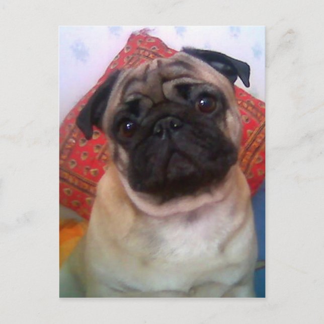 Postal pug 4.png (Anverso)