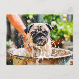 Postal Pug Being Bathed in Bucket of Water