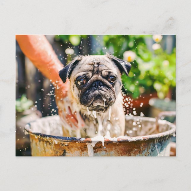 Postal Pug Being Bathed in Bucket of Water (Anverso)