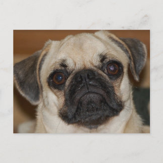 Postal Pug chino