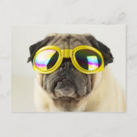 Pug con gafas