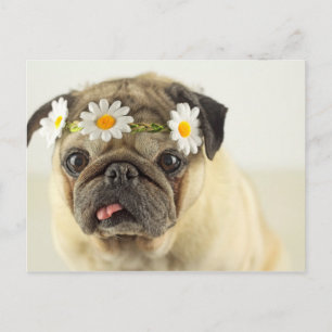 Postal Pug con la corona de margarita