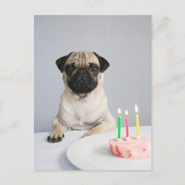 Postal Pug de cumpleaños (Anverso)