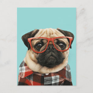 Postal Pug de la camiseta cubierta