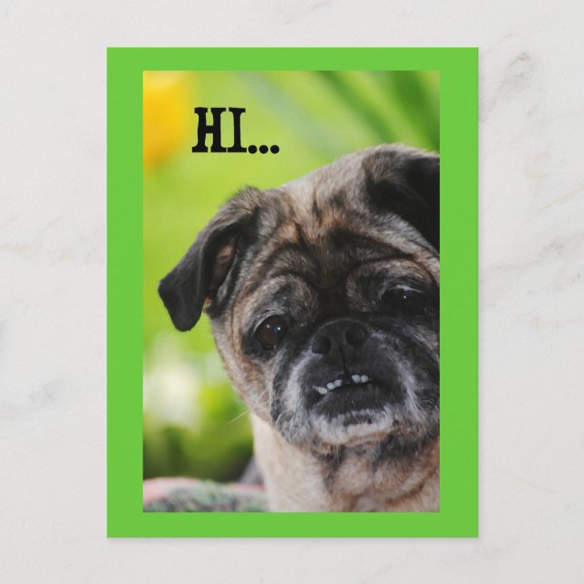 Postal Pug Dog Chinese Hi Postcard (Anverso)