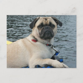 Postal Pug Dog en el agua