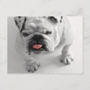 Postal Pug Dog Puppy Cupe Mascota