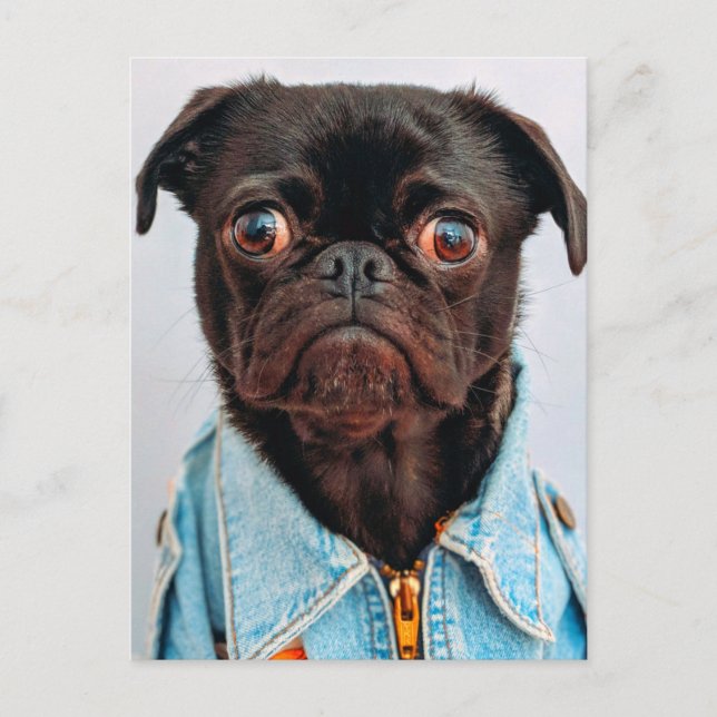 Postal Pug en Denim Jackey lindo cachorro de perro adorab (Anverso)