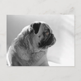 Postal Pug en perfil