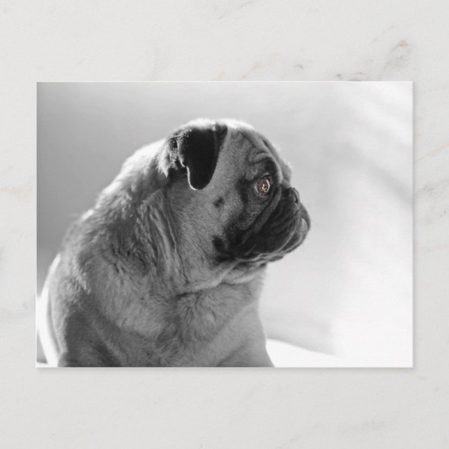 Postal Pug en perfil (Anverso)
