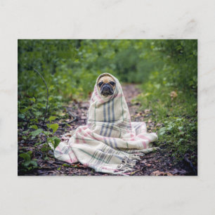 Postal Pug en una manta