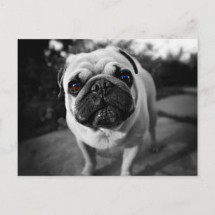 Postal Pug guapo