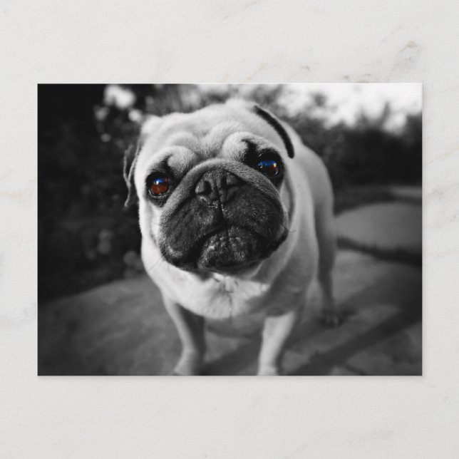 Postal Pug guapo (Anverso)