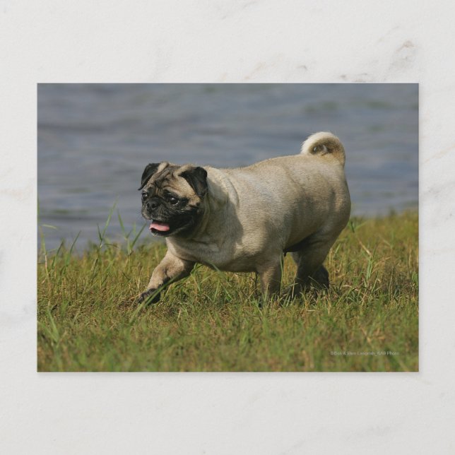 Postal Pug jugando cerca del agua (Anverso)